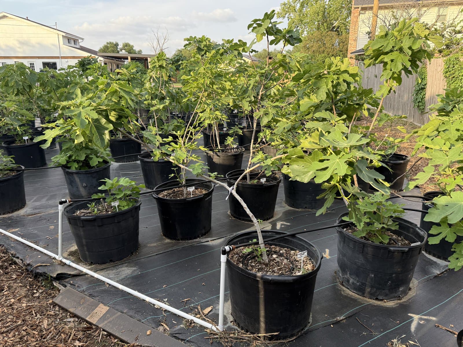 A backyard fig nursery with potted trees