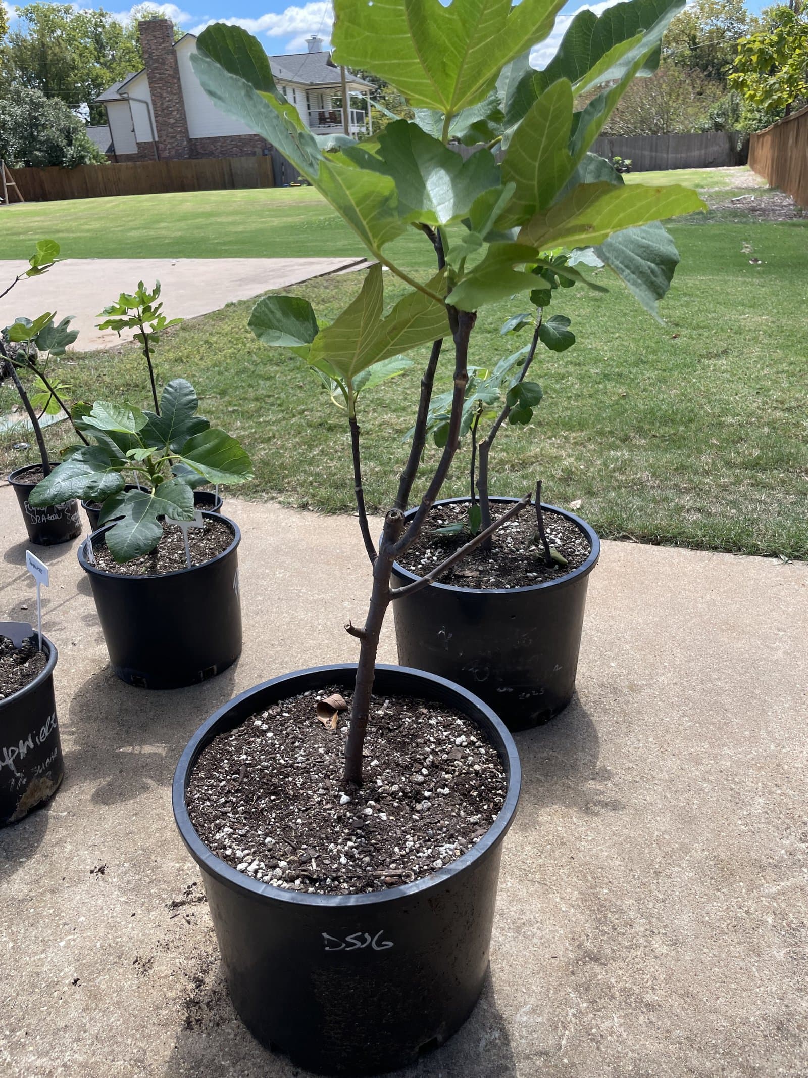 A growing fig collection